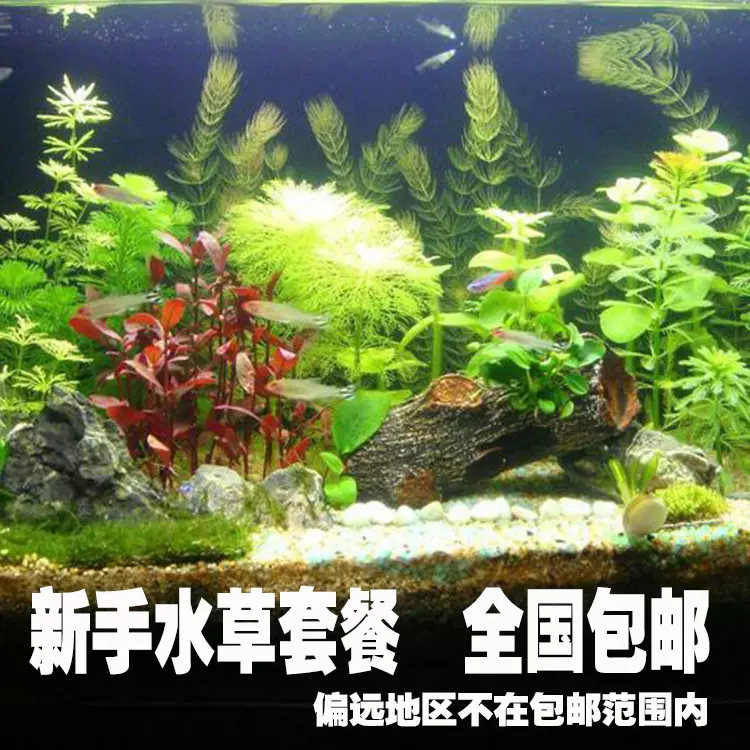 鱼缸水草造景套餐新手水草活体淡水植物水榕绿菊花水草全国