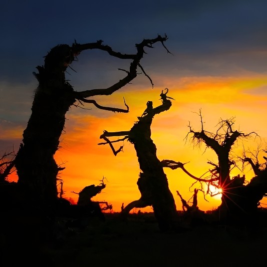 私家团·额济纳胡杨林全景7天【西北首家SHL全球奢选碧玥】