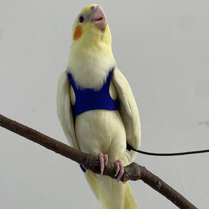 
Parrot bird clothes tiger skin peony cockatiel bird clothes small vest clothes flying suspender fly rope