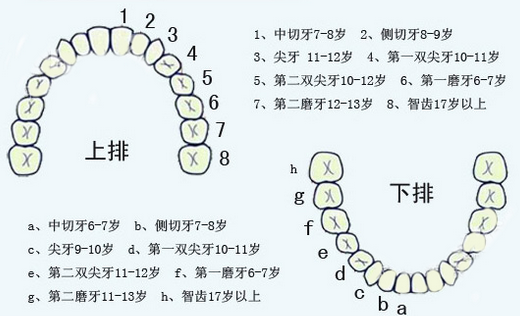 掌握牙齿规律,给你一口健康好牙!