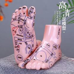 Engraved Version of the Clear Foot Reflexology Zone Model, Foot Massage Acupoint Chart, Foot Meridian Acupoint Diagram, Foot Model for Foot Therapy