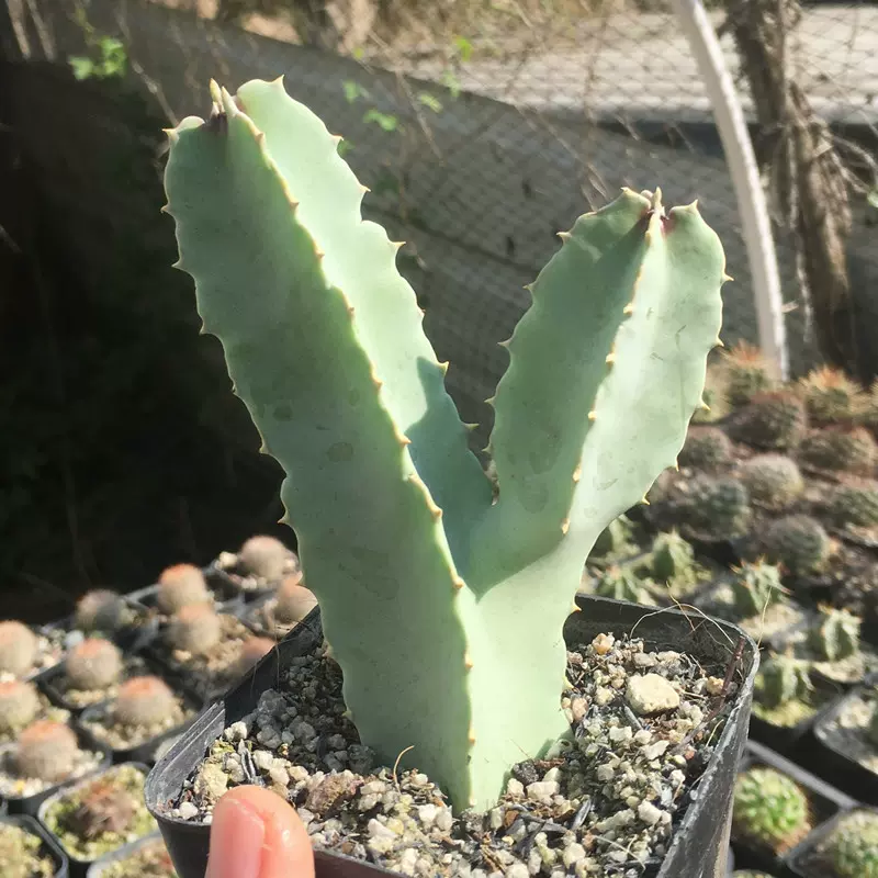 白角萝藦美丽水牛角多肉植物夏型种造景绿植