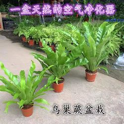Bird's nest potted plants purify the air, ferns and nest ferns, Shansu corolla ferns, shade-tolerant green plants in the office