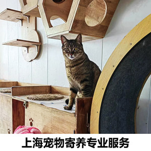 Shanghai cat foster dog pension pets to feed the cat washing cat, rabbit turtle special car
