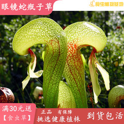 Sarracenia cobra