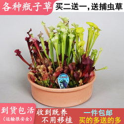 Buy two, get one free with Sarracenia balcony to catch mosquitoes and exterminate insects