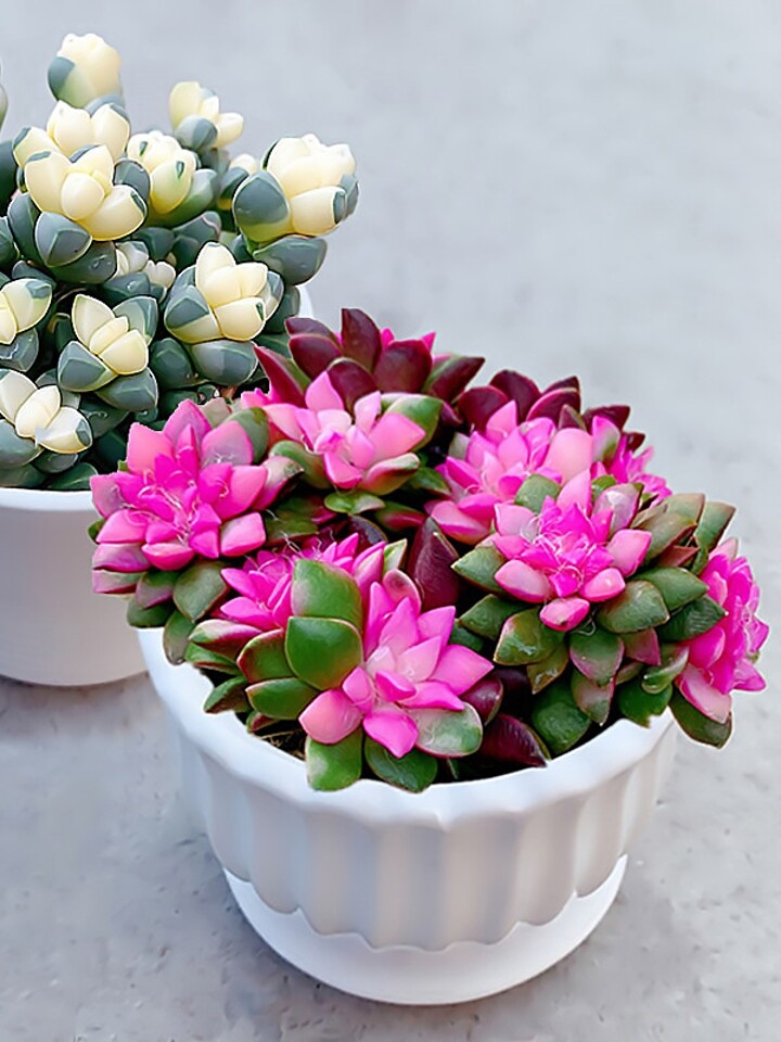 如意海棠多肉植物室内好养吹雪之松-小钰爱雅居