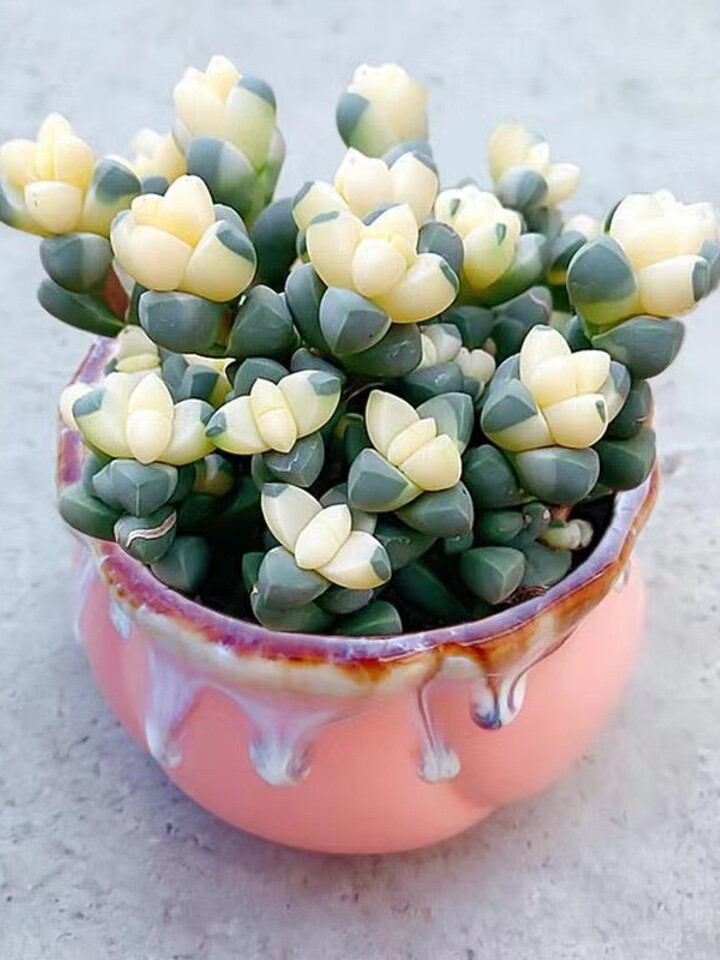 如意海棠多肉植物室内好养吹雪之松-小钰爱雅居