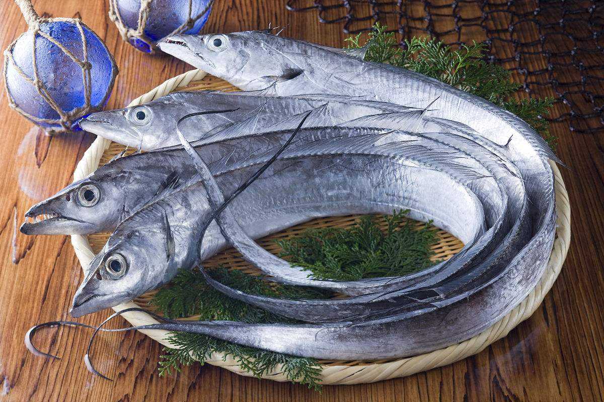 它的特点就是刺少肉厚,吃起来口感特别的鲜美,而且带鱼的营养价值也是