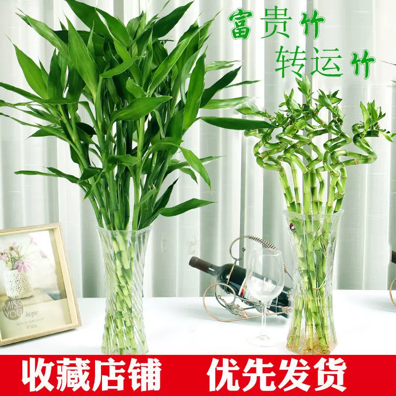 富貴竹水培植物轉運開運竹花卉綠植盆栽黃金葛室內花