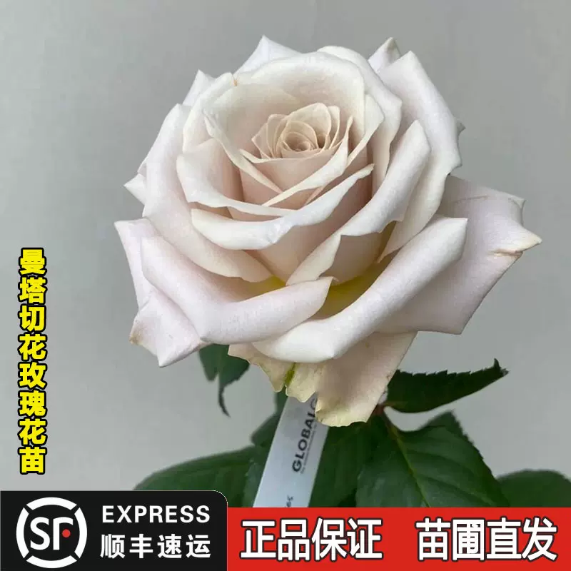 切花薔薇開花株苗-