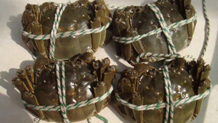 舌尖上的美味,来一场美丽‘蟹’逅吧(图1) 舌尖上的美味,来一场美丽‘蟹’逅吧(图1)