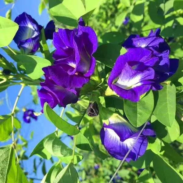开花植物蝶豆花苗盆栽蓝蝴蝶花苗蓝色妖姬盆栽带花
