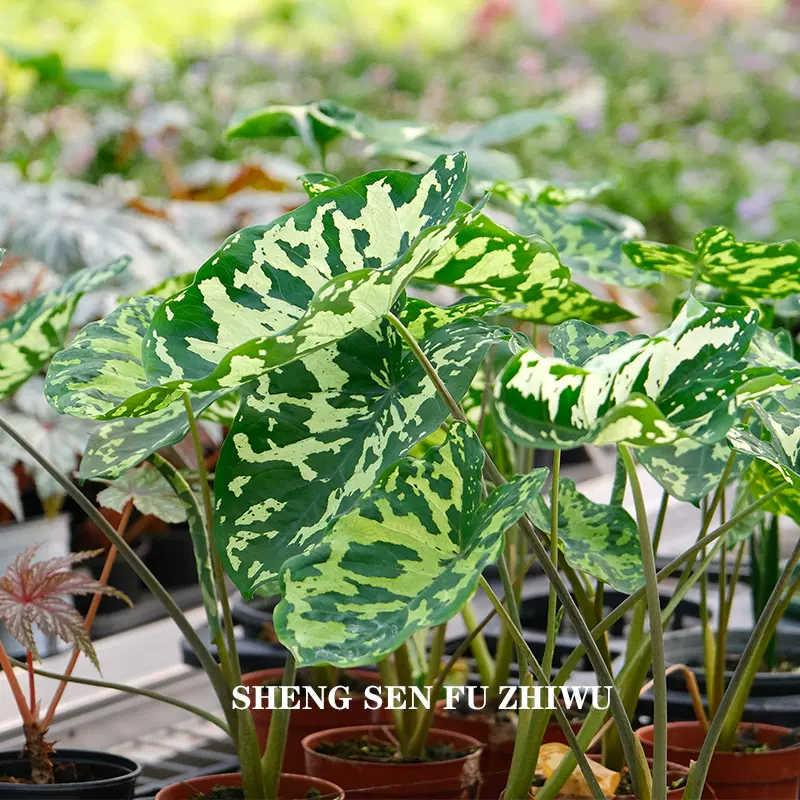 希洛美人海芋彩叶芋ins热带植物耐热异彩热植生森赋植物 Taobao