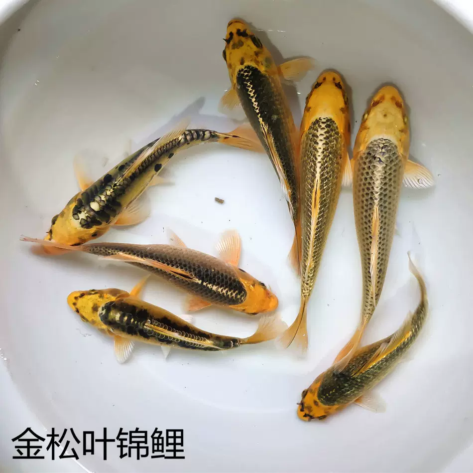 金鬆葉錦鯉魚純種日本活體觀賞魚風水魚淡水魚招財冷水魚
