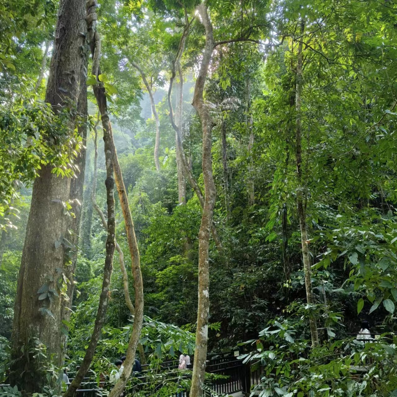 精选1单1团|西双版纳野象谷大佛寺基诺山徒步5天4晚高端游