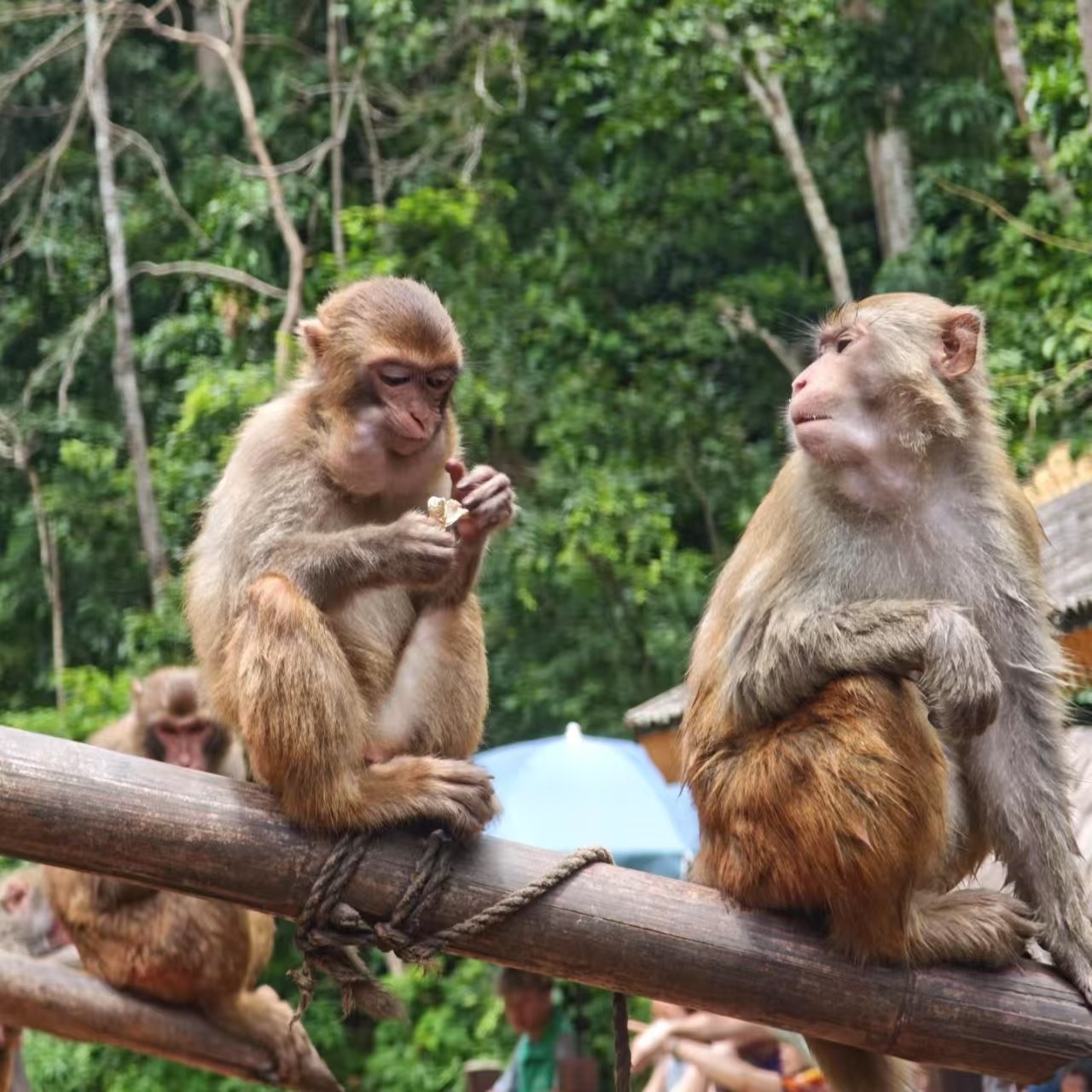高端2-8人私家团|西双版纳野象谷原始森林公园曼听公园5天4晚