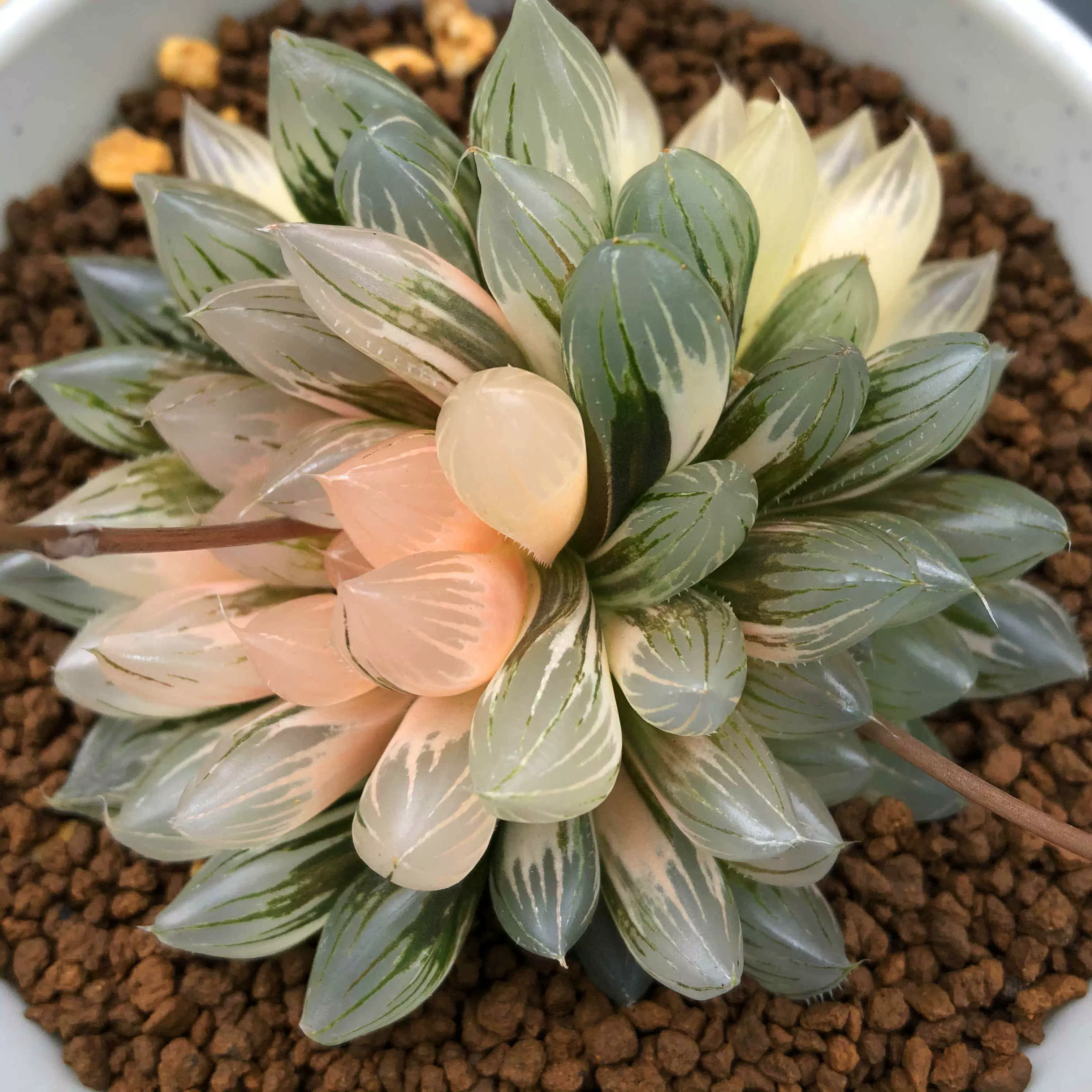 军配卧牛锦玉锦花火锦红纹寿锦姬玉露锦莫迪