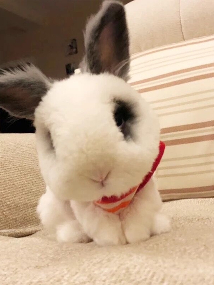 icebaby网红同款宠物兔