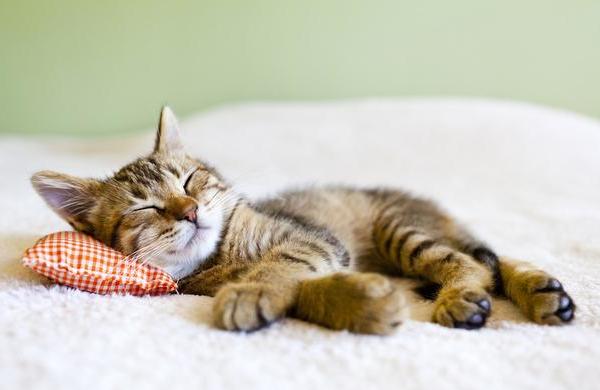 猫咪的6种睡姿反应ta不同的情绪哦15