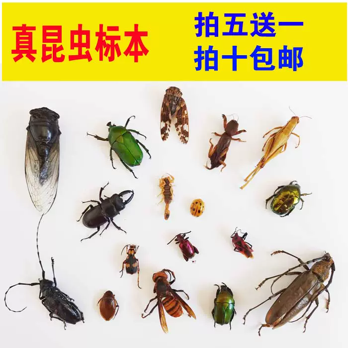 真昆虫标本甲虫标本教学教具用品品种多样自封袋装可拿出来-Taobao