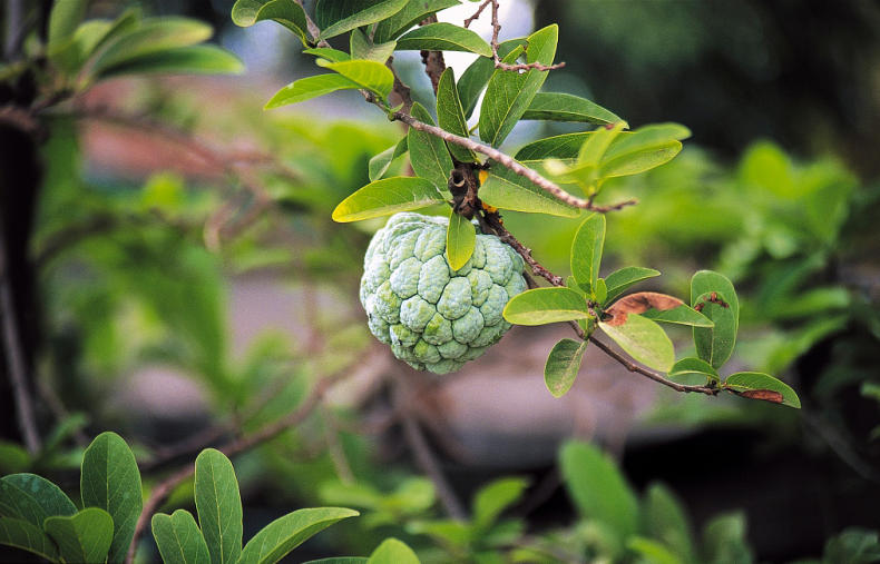 鲜水果又美味,挑出香甜可口释迦果(图17) 鲜水果又美味,挑出香甜可口释迦果(图17)