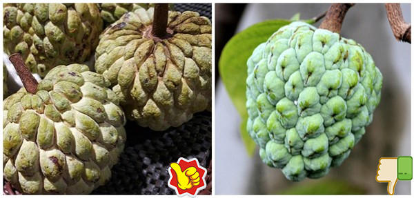 鲜水果又美味,挑出香甜可口释迦果(图4) 鲜水果又美味,挑出香甜可口释迦果(图4)