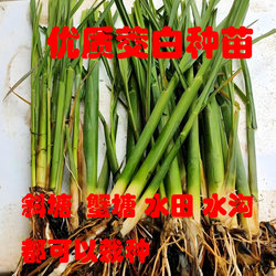 Double-season wild rice seedlings, tall melon seedlings, water purification plants