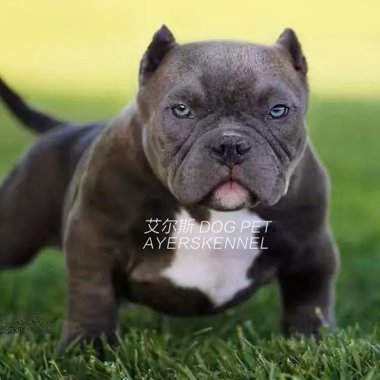 犬舍出售纯种口袋体美国恶霸犬微体活体宠物狗恶霸