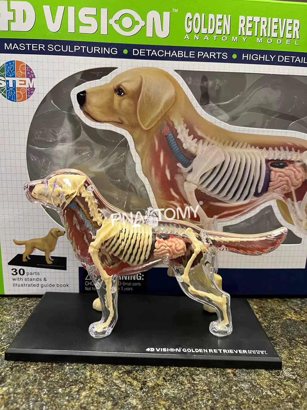 4D MASTER VISION DOG 犬解剖模型 4D Vision Dog Anatomy Model