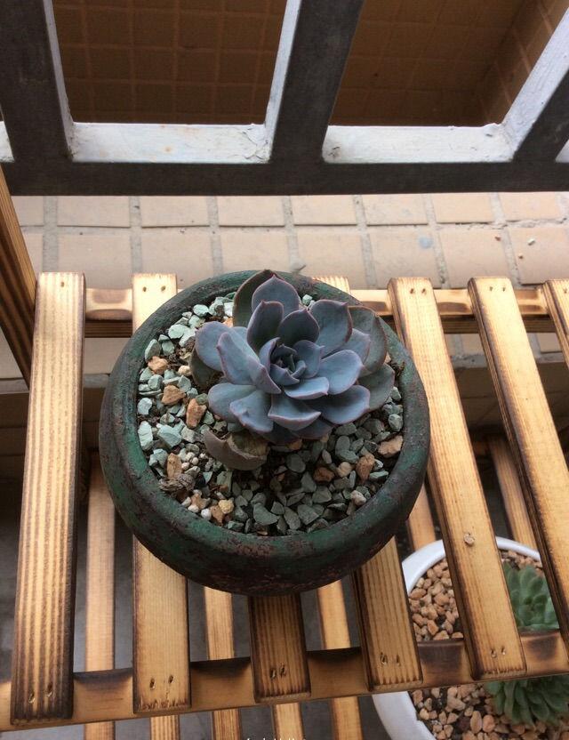 俩月,让我入坑的药锦蓝石莲多肉华丽逆袭 - 美优