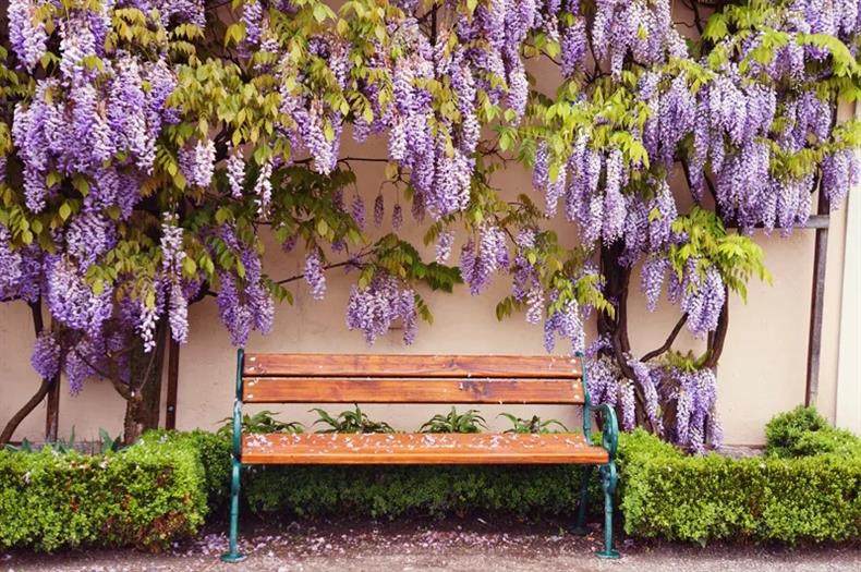 13种藤蔓花一开一大片,圆你"花墙梦"