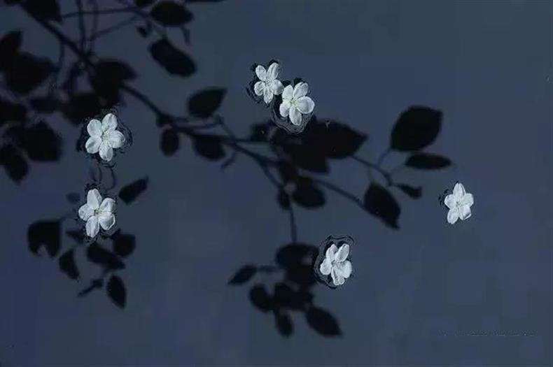 摄影 | 春天到了,这些摄影题材最容易出片-长沙SEO霜天