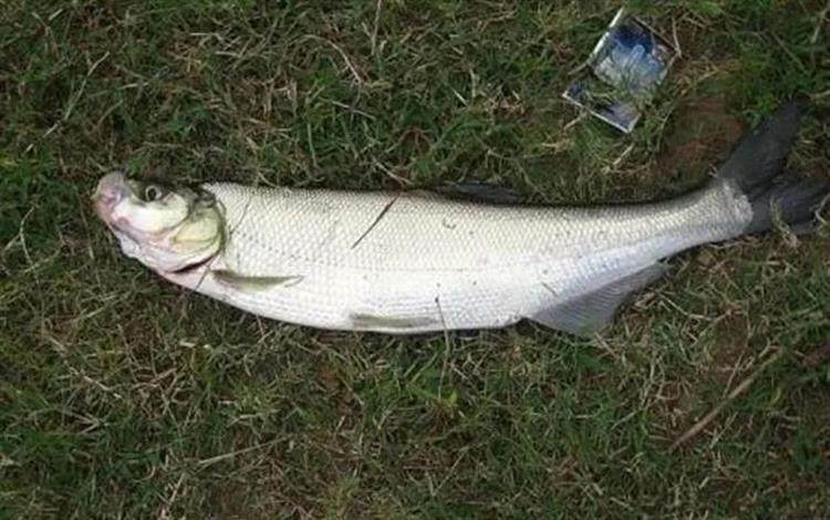 野钓翘嘴鱼分享三个小妙招