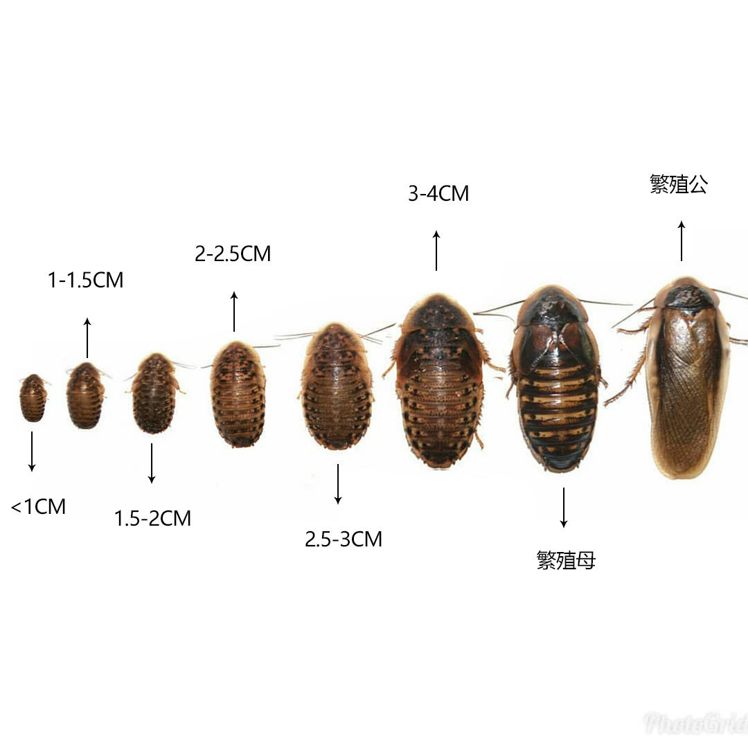 杜比亚蟑螂活虫繁殖组幼体蜥蜴角蛙守宫乌龟龙鱼活体饵饲料超樱桃