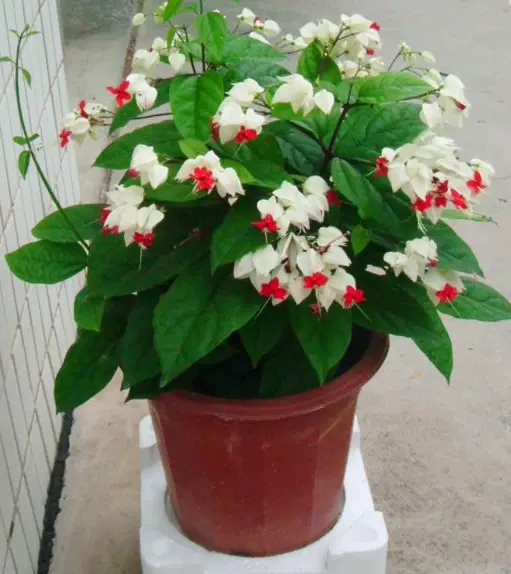 包邮阳台庭院盆栽花龙吐珠红龙吐珠白龙吐