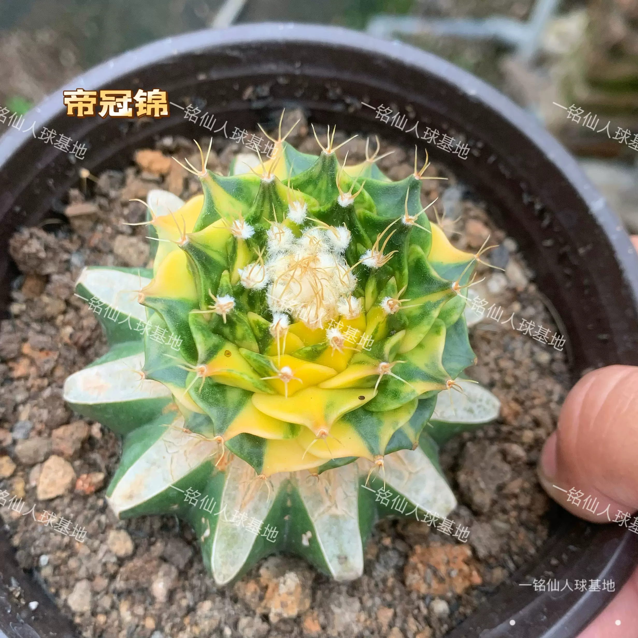 サボテン　多肉植物　帝冠錦 帝冠錦綴れ 台付 サボテン・多肉
