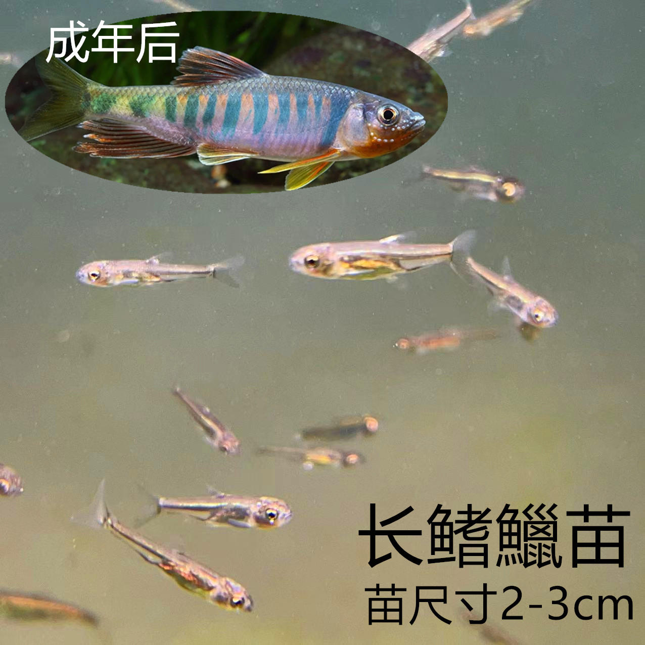 冷水鱼长鳍鱲苗异鱲群游鱼原生态淡水鱼马口不加温溪流观赏鱼好养-淘宝网