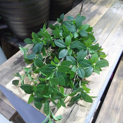 Artificial Green Plant, New Single Long-Stem Holly Leaf, Ficus Leaf for Scenery Decoration, Fake Leaves for Vase Display