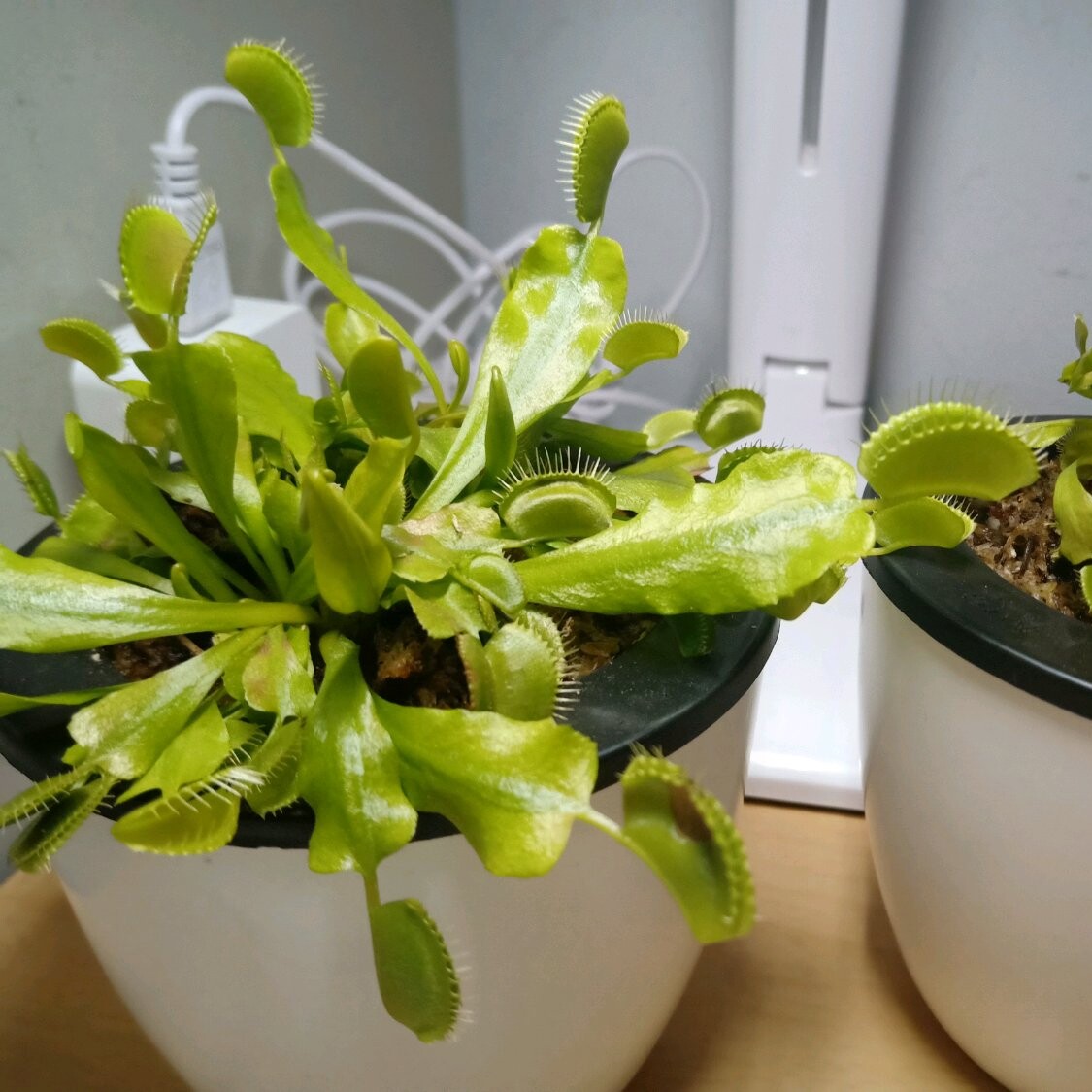 捕蝇草这盆栽能抓害虫