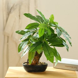 Xilaika simulated money tree green plant bonsai artificial plant simulation creative home desktop ornaments decorative potted plants