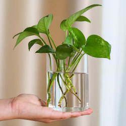 Desktop Vase, Small Glass Vase, Hydroponic Vessel, Flower Arrangement Bottle, Transparent Straight Glass Bottle, Crystal Mini Flower Vessel