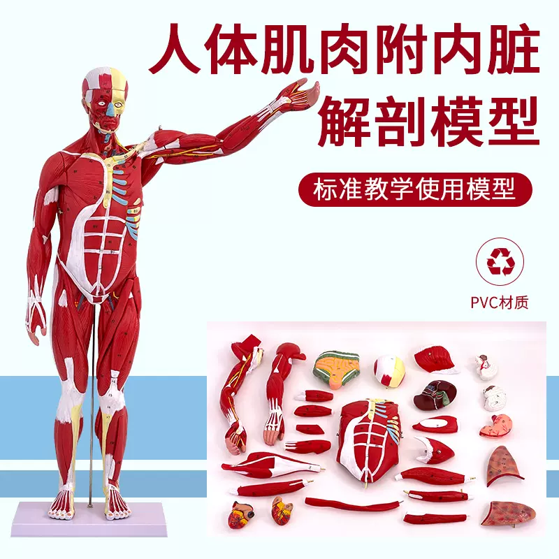 80CM人体全身肌肉解剖模型可拆卸27件医用人体肌肉解剖教学模型-Taobao