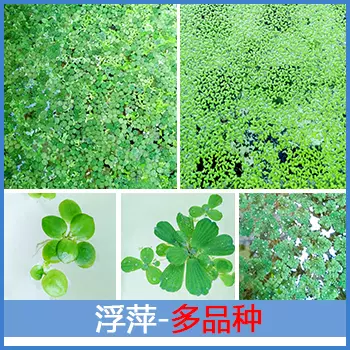 浮萍水芙蓉圆心水草活体浮性植物除no3净化水质鱼缸水面
