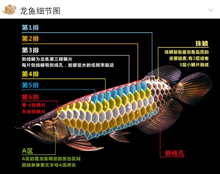 正品武吉美拉過背金龍金頭古典藍底紫金過背高背b過金龍魚活體魚-Taobao