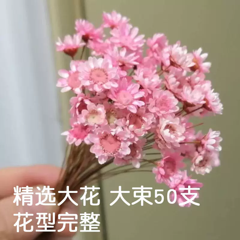 巴西小星花天星菊小雛菊diy自制透明果凍口紅材料乾燥花