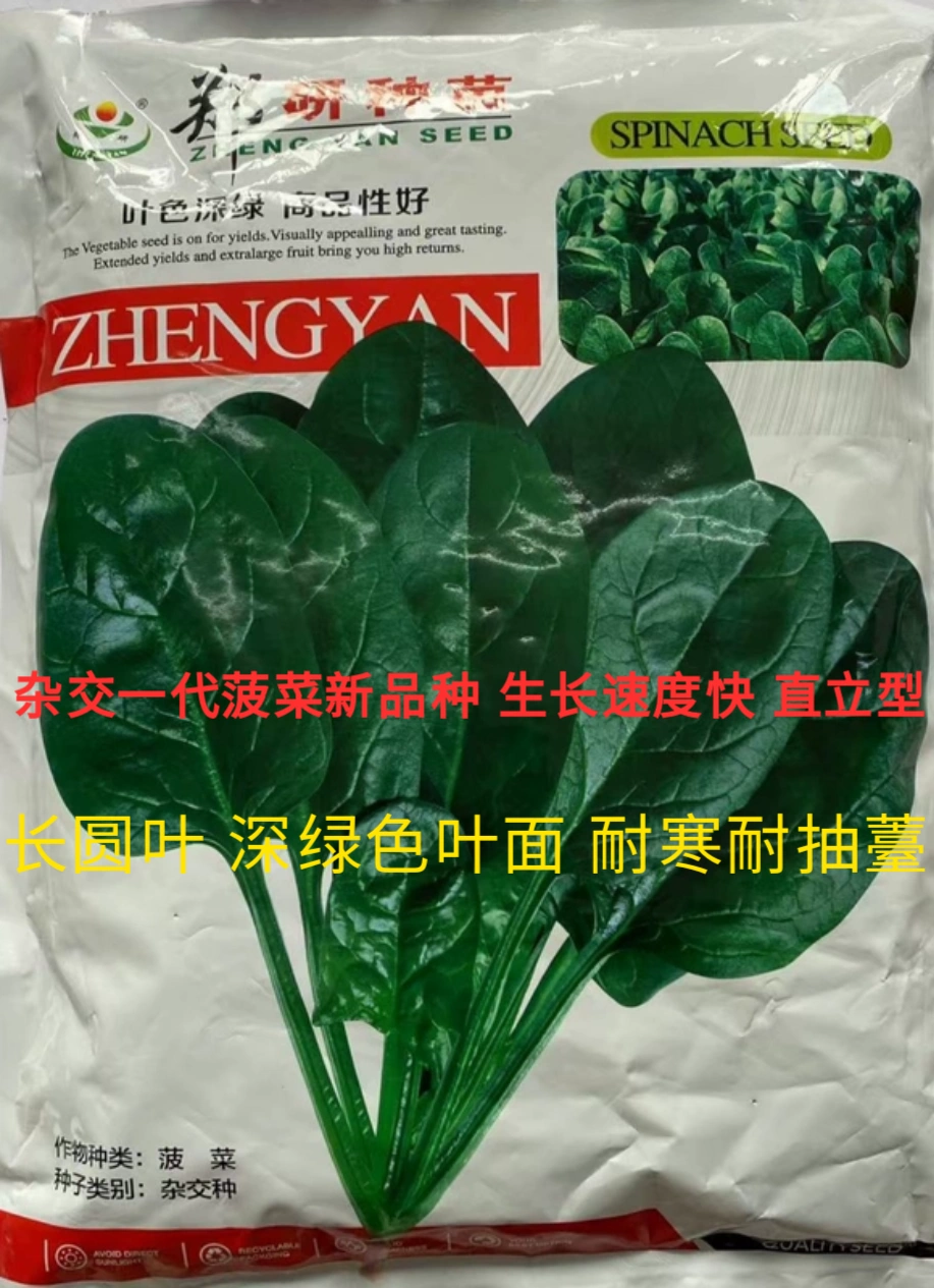 郑研种苗黑钻202菠菜种子直立型长圆叶抗强基地专用良种2KG-Taobao