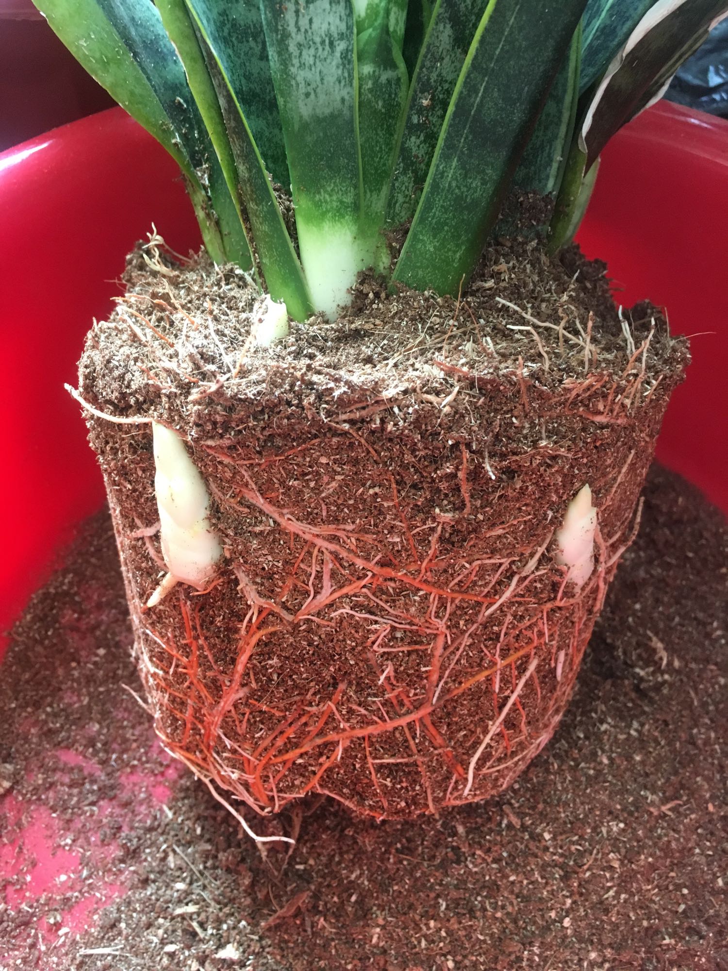 虎皮兰分盆,撒把黑粉末,根系壮,冒小崽 - 美优享 - 美丽优品分享好站
