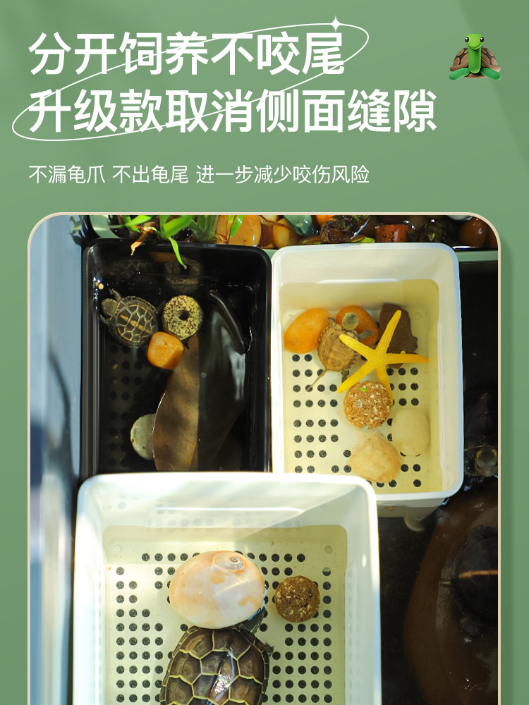 Small Green Turtle Isolation Box - Yellow-Throated Water Turtle ...
