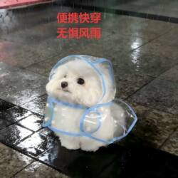 Dog Waterproof Raincoat Transparent Visible Pet Raincoat for French Bulldogs, Teddy, Bichon, Small, Medium, and Large Dogs